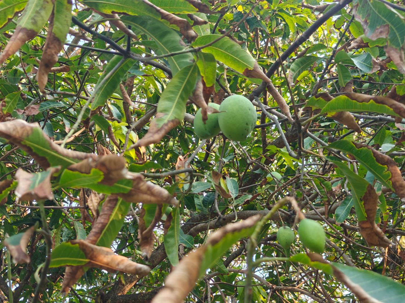 Mangoes hanging on a tree in the resort grounds