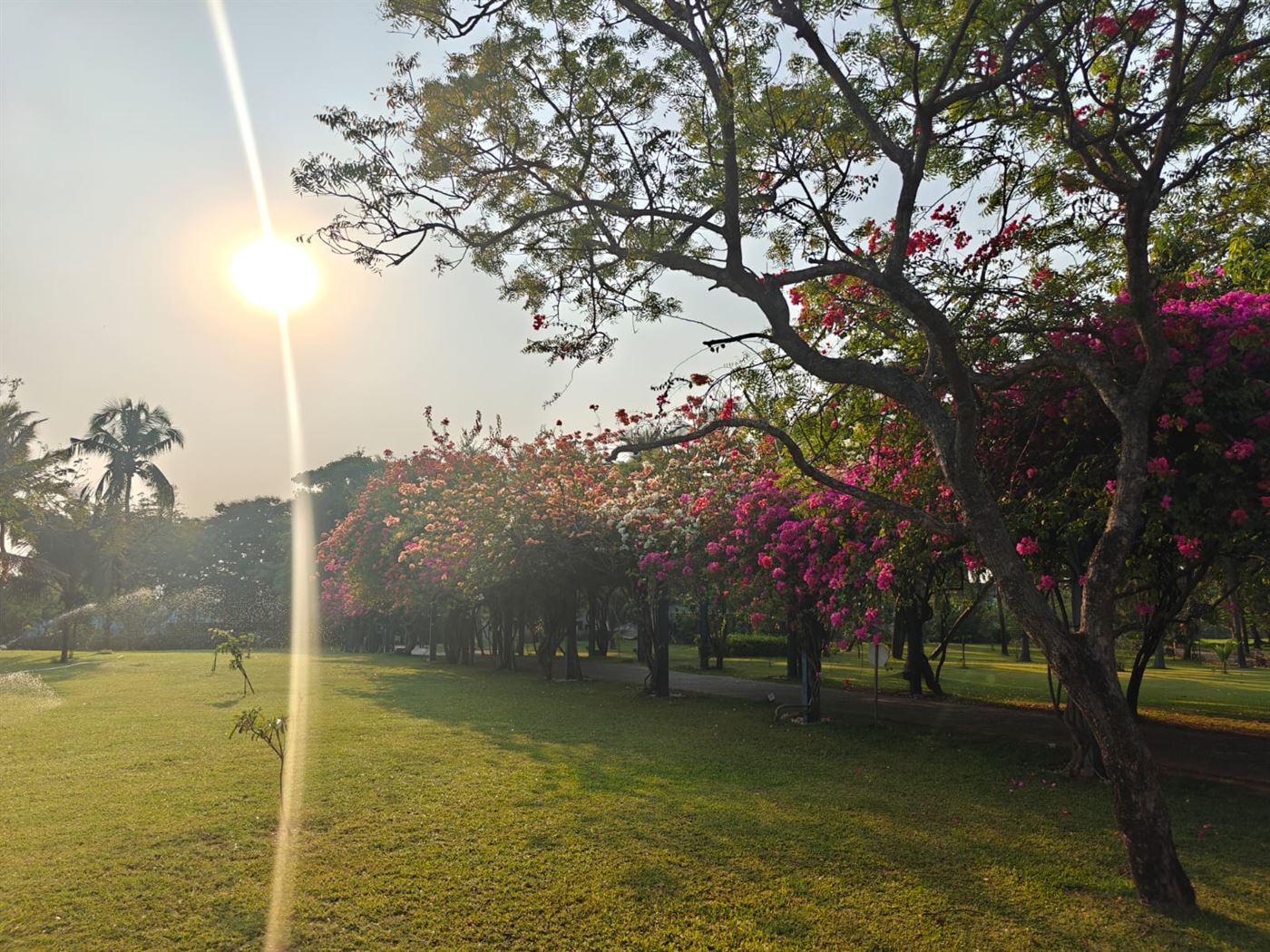 Resort garden at golden hour with bougainvillea in bloom