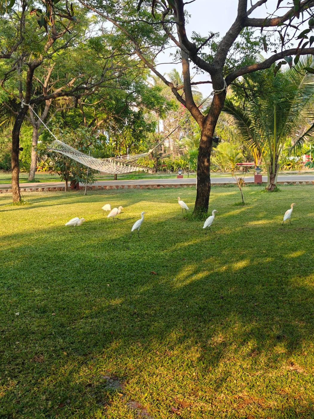 Lawn with egrets walking and a hammock strung between trees