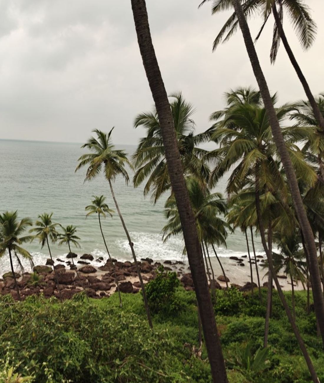 Palm trees above a rocky beach and the sea