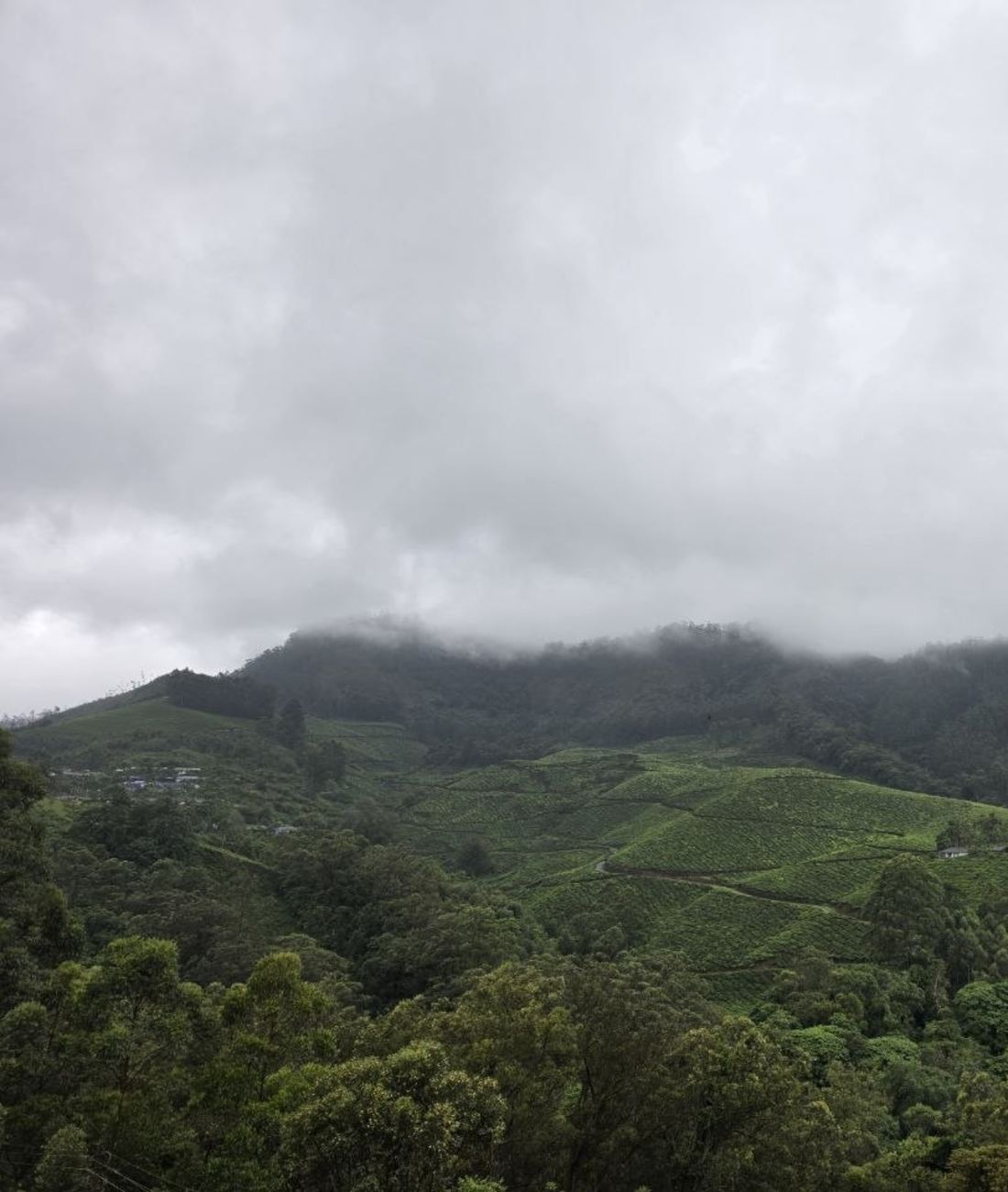Tea-covered hills under low clouds