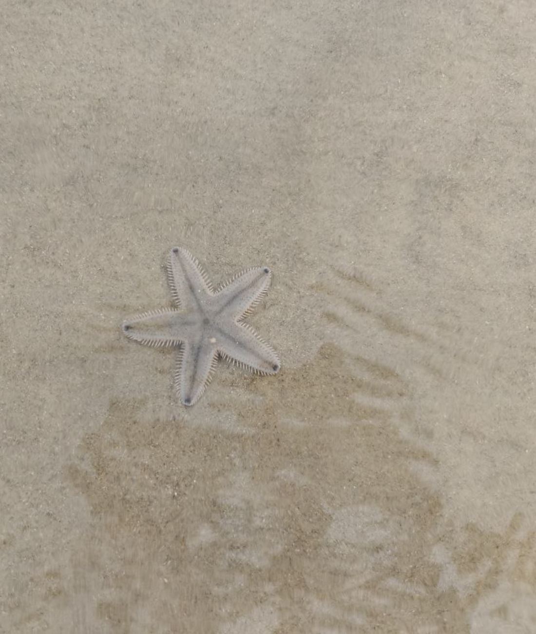 A small starfish on wet sand